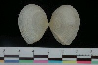 藏品(波紋櫻蛤)的圖片